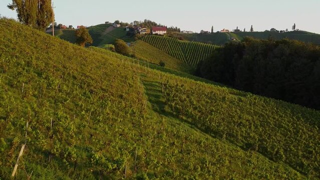 droneshot of a wineyard in south styria