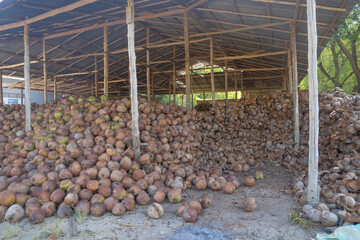 Coconut or palm trees in market. Nature in agriculture farm concept. Food crops.