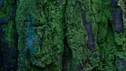 Old spruce bark covered with moss