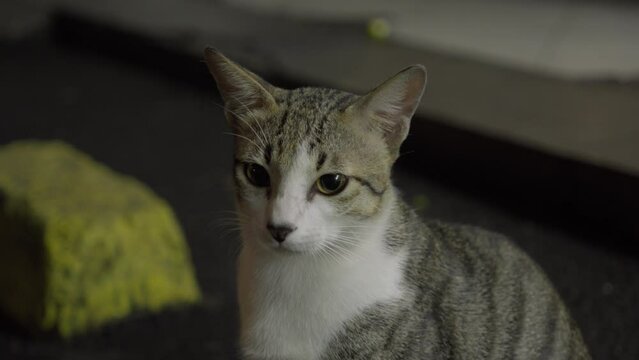 White and Grey cat looks at camera standing moving it's head expression home pet closeup shot