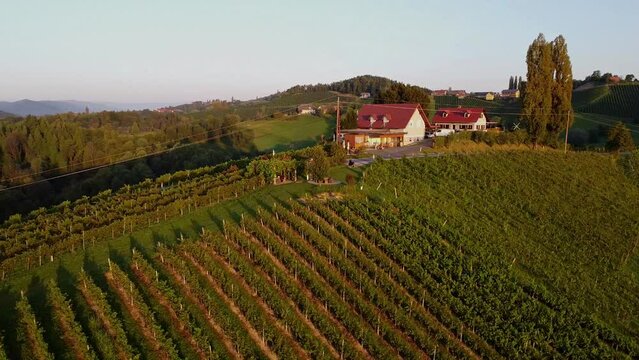 grapevine field in styria Austria droneshot