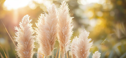 Pampas grass with breeze in the foreground against a blurred field background with space for text
