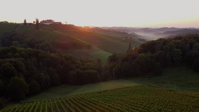 grapevine field in styria Austria cinematic droneshot