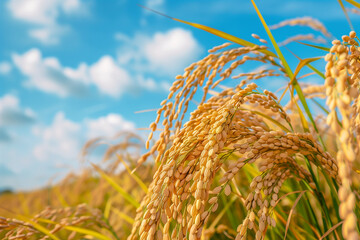 Golden Rice Grains Glistening under Blue Sky - Agriculture and Nature Harmony