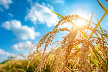 Golden Rice Grains Glistening under Blue Sky - Agriculture and Nature Harmony