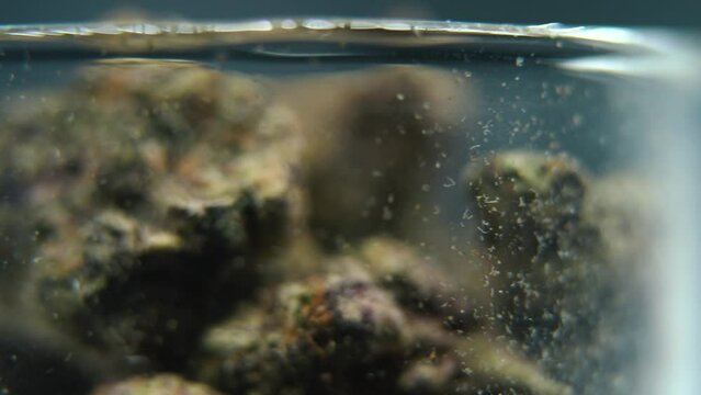 Macro rotating video of a cannabis plant, hybrid strains, crisp sativa, marijuana flower in a clear glass, purple haze, 4K detailed video, studio lighting, magical blur