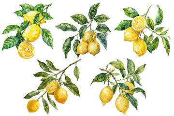 Watercolor set of yellow lemons. 