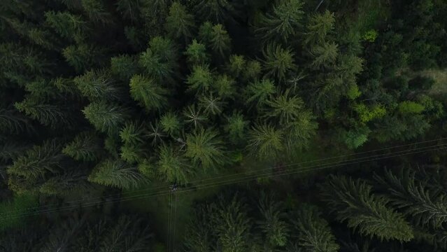 green forest in Austria cineamtic droneshot treetop