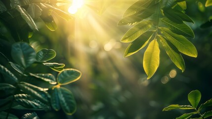 Warm sunlight shines through between lush tropical leaves. Copy space image.