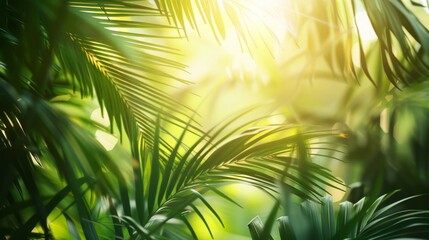 Warm sunlight shines through between lush tropical palm leaves. Copy space image.