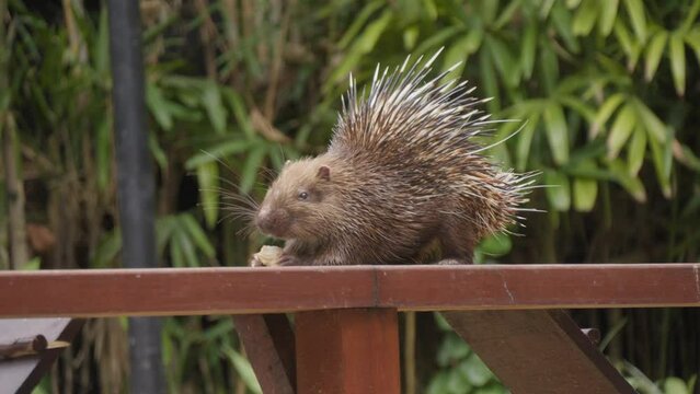 Sunda porcupine or Javan porcupine eating on wooden fence. Medium static shot.