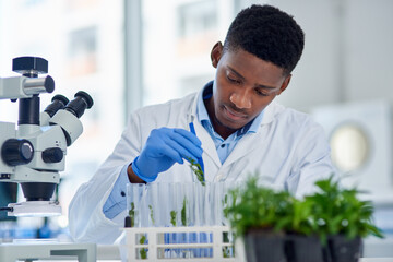 Research, vial and man scientist with plant in laboratory for agriculture, sustainability or...