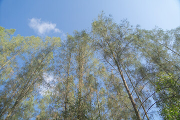 Obraz premium Lush green pine trees in tropical forest in national park in summer season. Natural landscape. Pattern texture background.