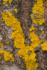 lichen on a tree