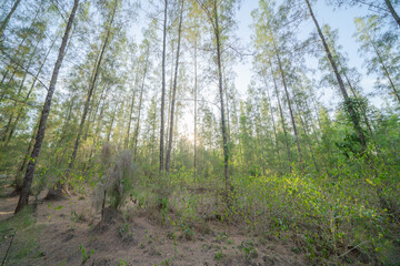 Obraz premium Lush green pine trees in tropical forest in national park in summer season. Natural landscape. Pattern texture background.