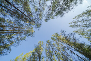 Lush green pine trees in tropical forest in national park in summer season. Natural landscape. Pattern texture background.