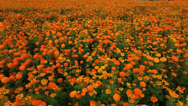 Aerial footage of a marigold flower field