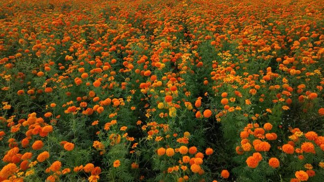 Aerial footage of a crop field full of marigold flowers
