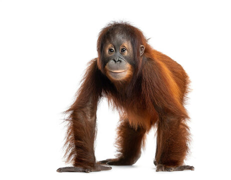 Orang-Utan baby stehend isoliert auf wei&szlig;en Hintergrund, Freisteller 