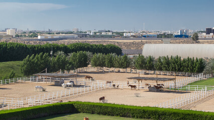 Arabian horse runs inside paddock in the dust desert timelapse hyperlapse, UAE - obrazy, fototapety, plakaty