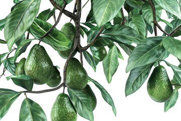 A cluster of vibrant green avocados hangs elegantly from a tall trees branches
