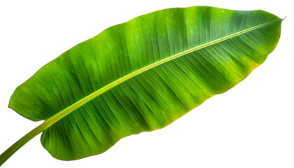 Realistic banana leaf