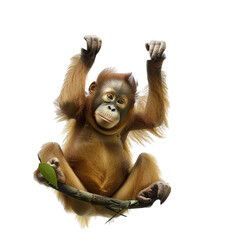 Naklejka premium monkey on white