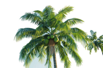 Fototapeta na wymiar A vibrant palm tree full of ripe fruit hanging gracefully in a tropical setting