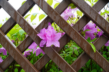 flowers on a fence