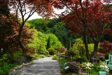 Morning Calm The beauty of the arboretum