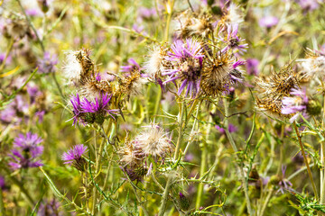 Galactites tomentosa thickets of thorns and flowers.