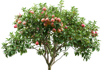 A vibrant tree laden with colorful, ripe fruit ready for picking