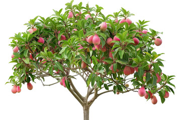 A majestic tree laden with an abundance of ripe, colorful fruit ready for harvest