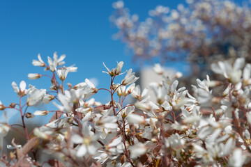 Fototapeta premium tiny blossoms on a blue sky