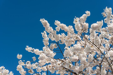 cherry blossoms and deep blue sky