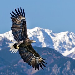 A Sea eagle, part of Accipitridae family, soars over snowcovered mountains