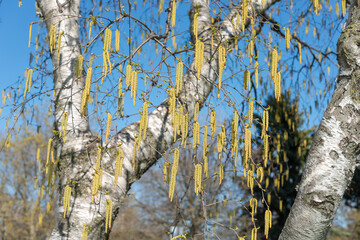 birch tree catkins in spring
