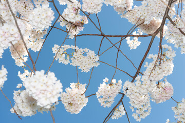 thin crossing branches and clusters of beautiful cherry blossoms on a blue sky