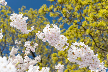 blooming tree branches on a defocused background of maple cluster flowers and blue sky