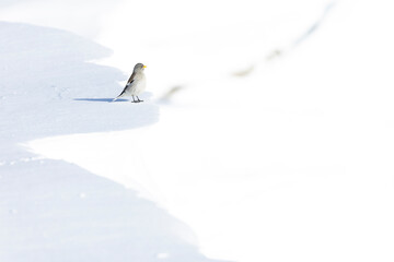 A white-winged snowfinch (Montifringilla nivalis) in the snow.
