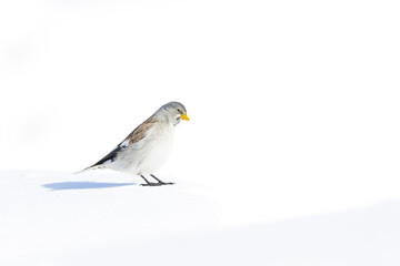 A white-winged snowfinch (Montifringilla nivalis) in the snow.