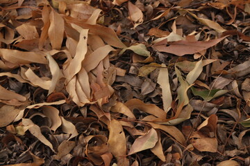 dry leaves