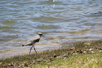 bird on the lake border