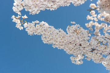 cherry blossoms in the sky