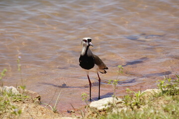 bird on the lake