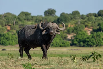 Fotobehang Red-billed oxpecker sitting on a african buffalo in Chobe National Park in Botswana © henk bogaard