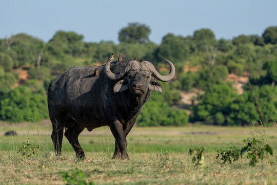 Red-billed oxpecker sitting on a african buffalo in Chobe National Park in Botswana