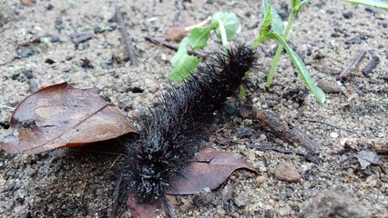 close up of a worm on the ground