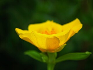 a small yellow flower in the garden taken by the flash and focused strobe