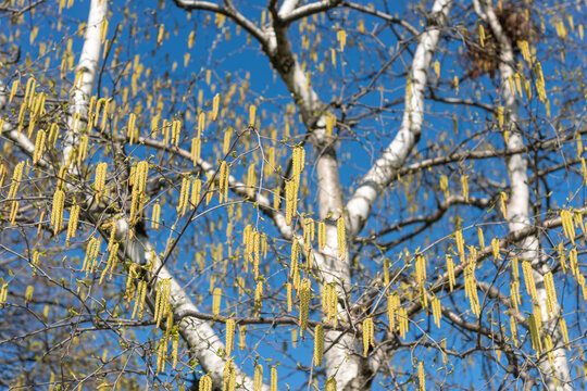 birch tree catkins branches and blue sky